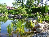 Gartenteich mit Straussblütigem Gilbweiderich, Knöterich und Sibirische Schwertlilie